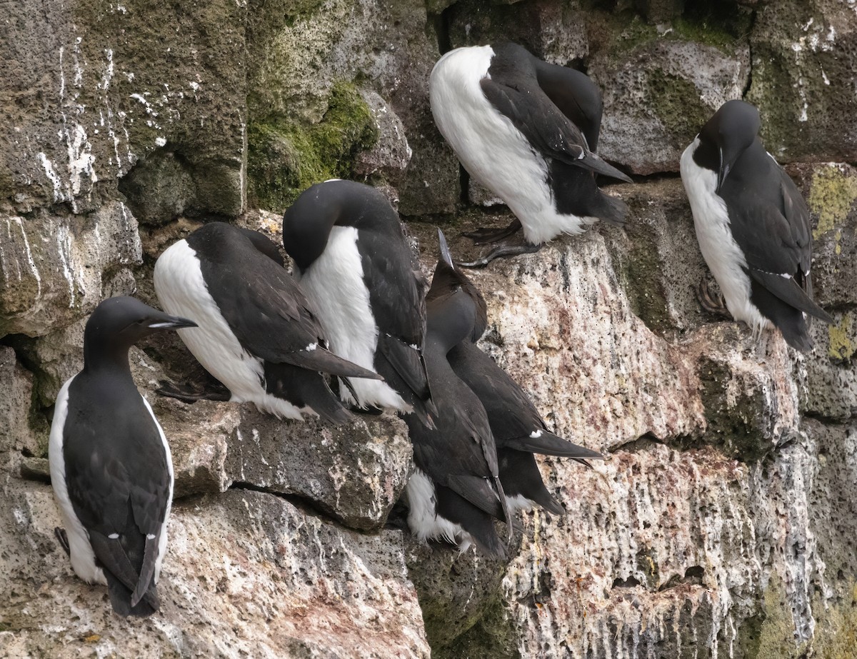 Thick-billed Murre - ML620844089
