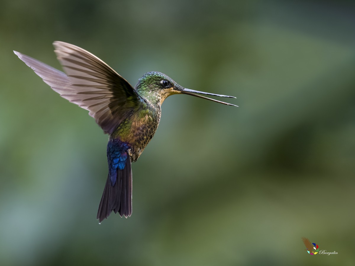 Rosenbauchkolibri - ML620844116