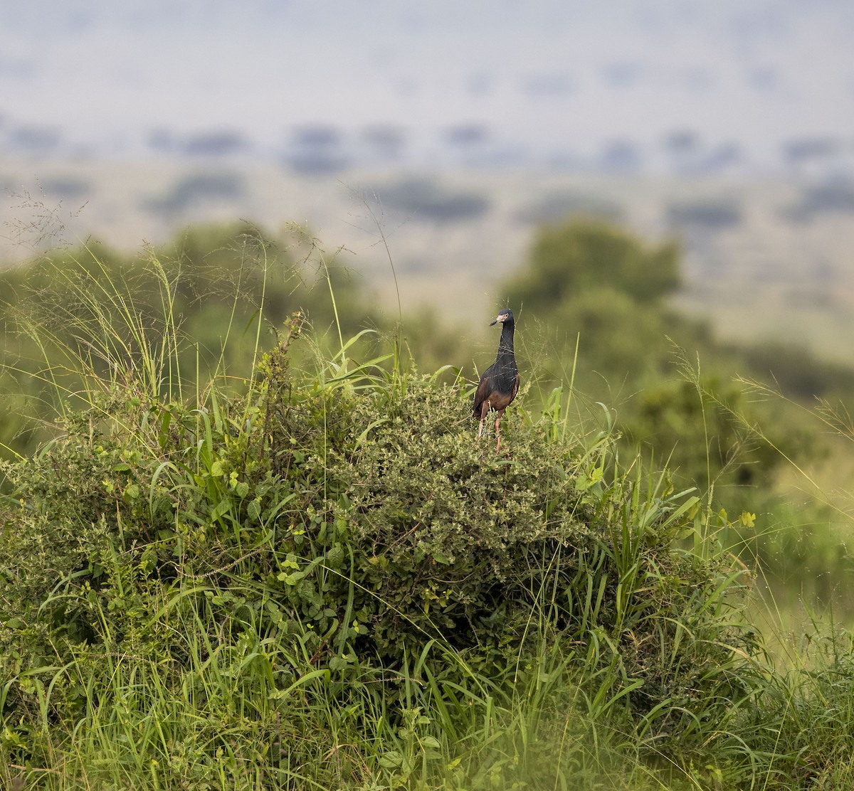 Rufous-bellied Heron - ML620844118