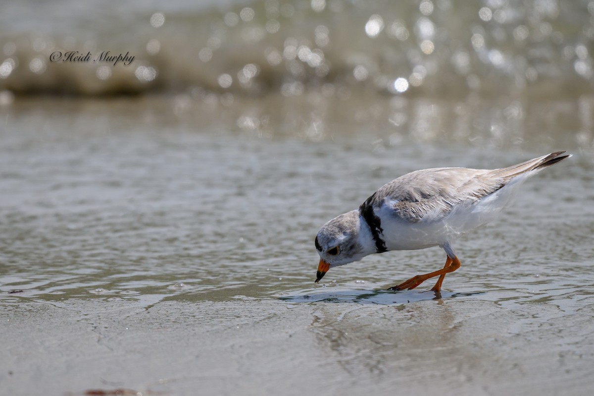 Piping Plover - ML620844126