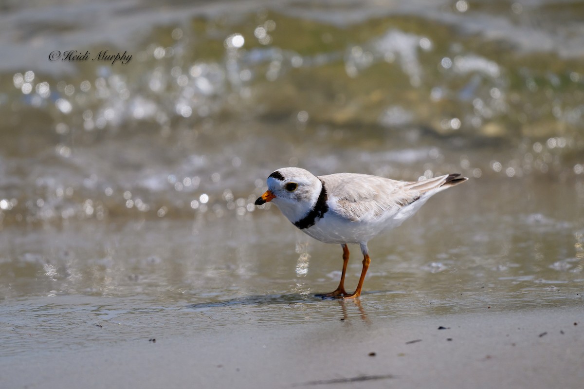 Piping Plover - ML620844127