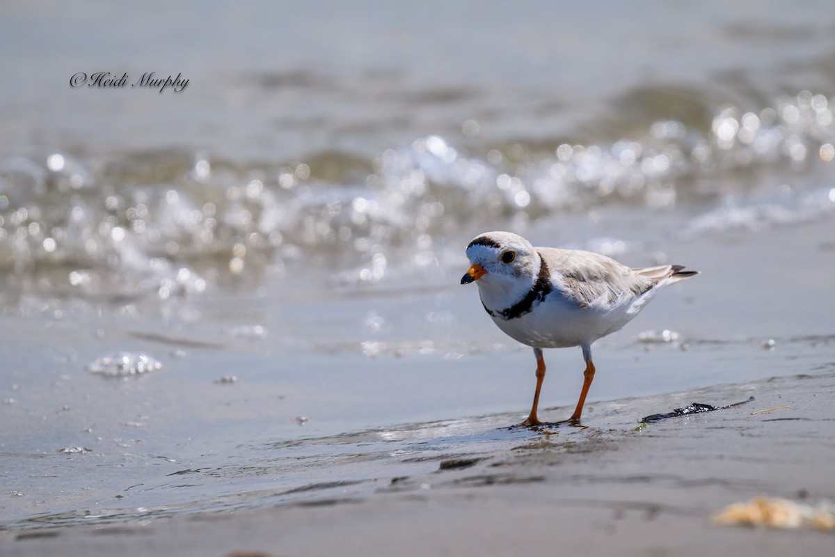 Piping Plover - ML620844128