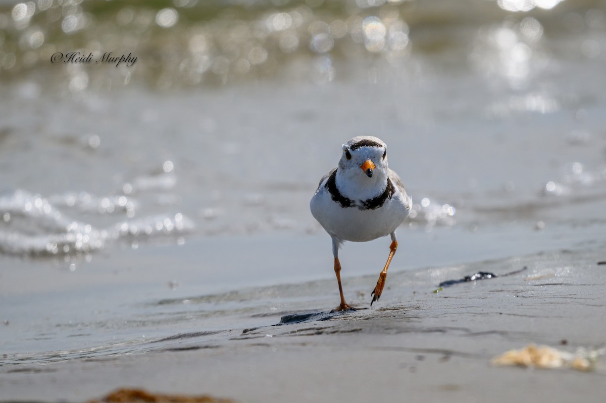 Piping Plover - ML620844129