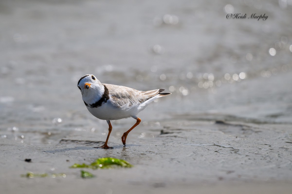 Piping Plover - ML620844130