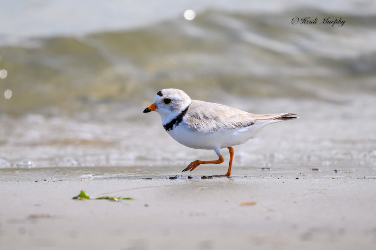 Piping Plover - ML620844131
