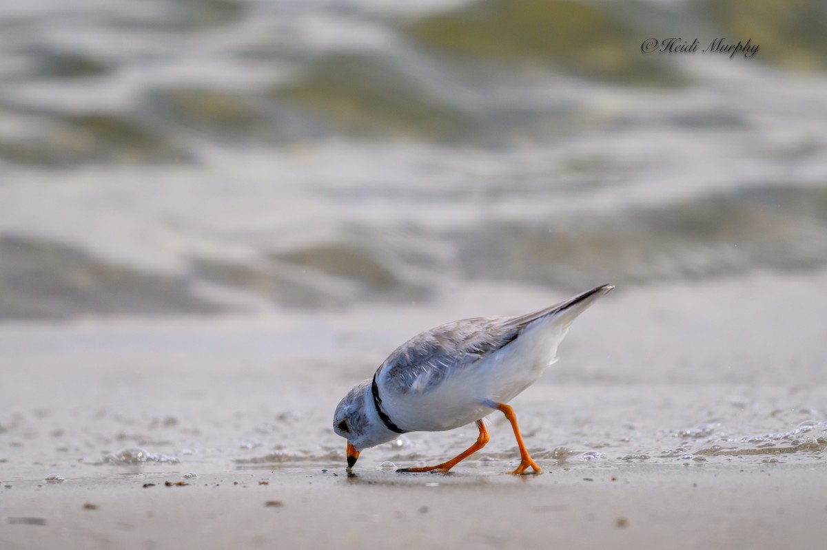 Piping Plover - ML620844132