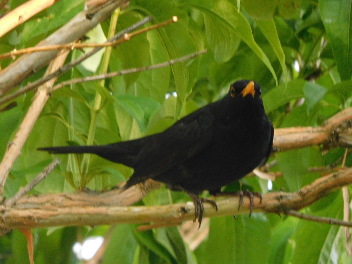 Eurasian Blackbird - ML620844147