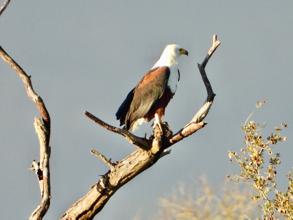 African Fish-Eagle - ML620844155