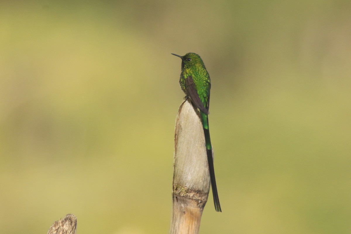 Yeşil Kuyruklu Kolibri - ML620844166