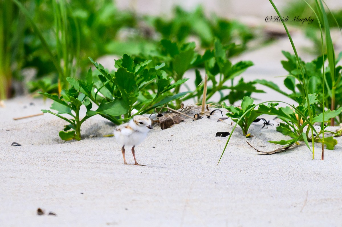 Piping Plover - ML620844171