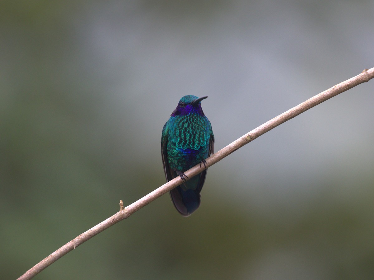 kolibřík modrolící - ML620844183