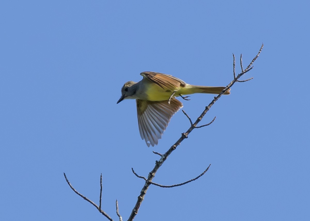 Great Crested Flycatcher - ML620844239