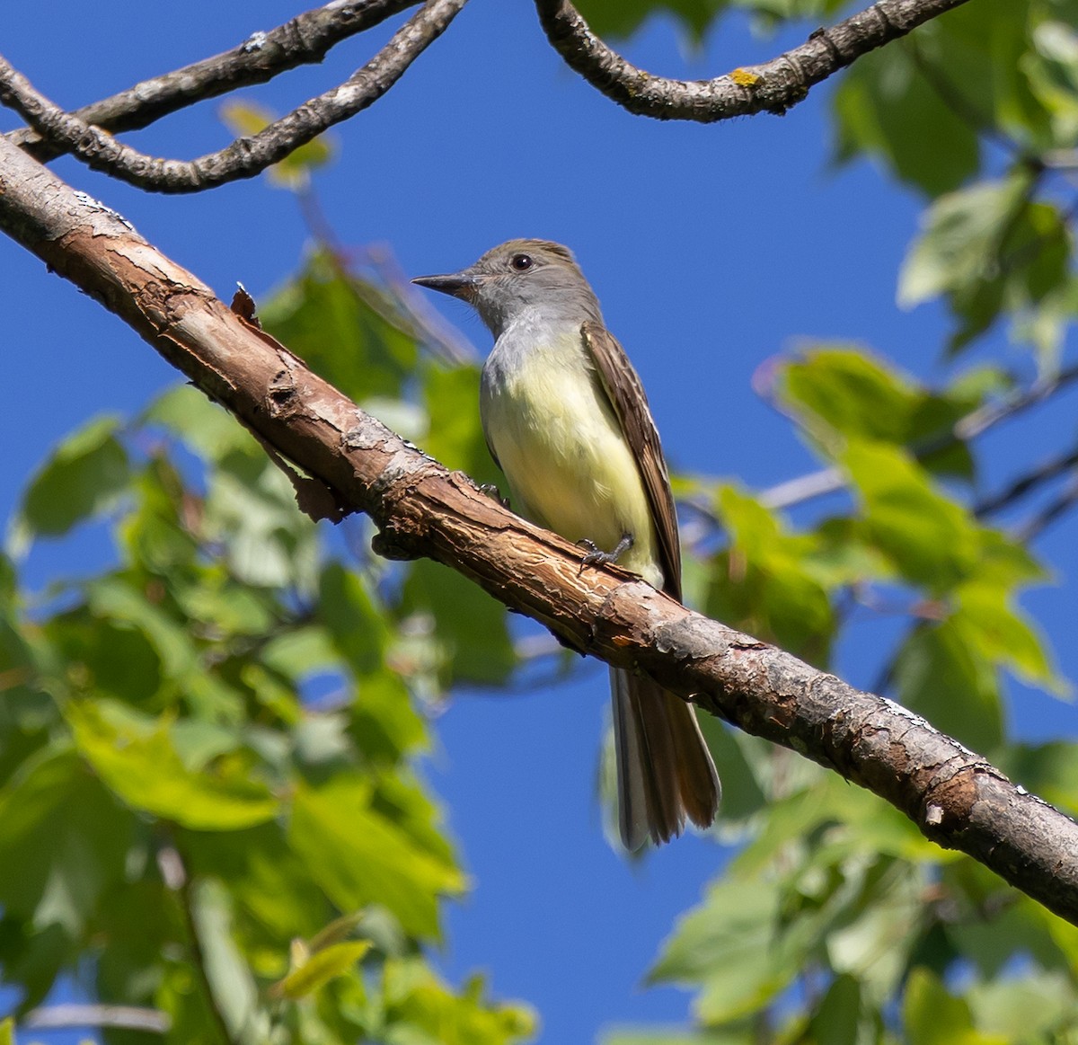Great Crested Flycatcher - ML620844242