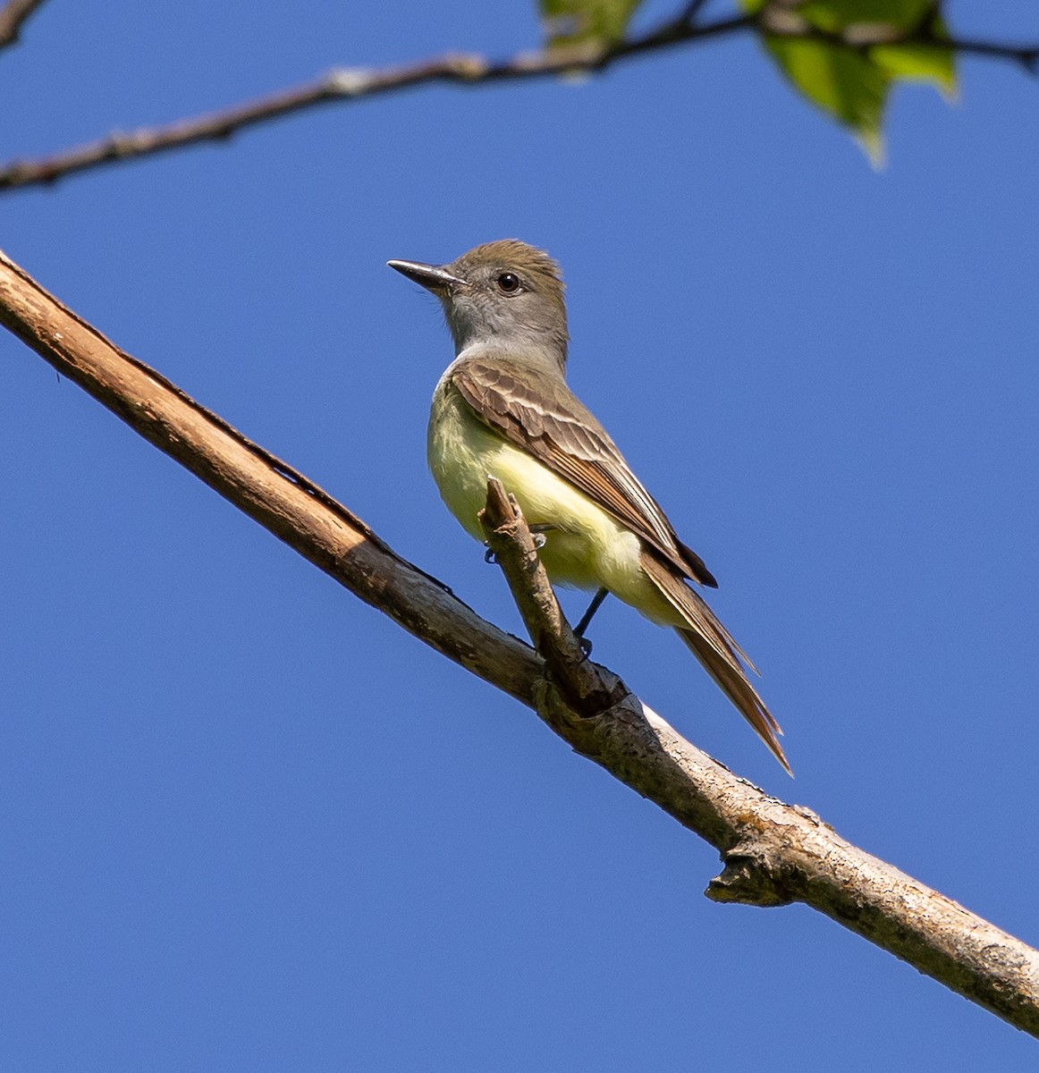 Great Crested Flycatcher - ML620844243