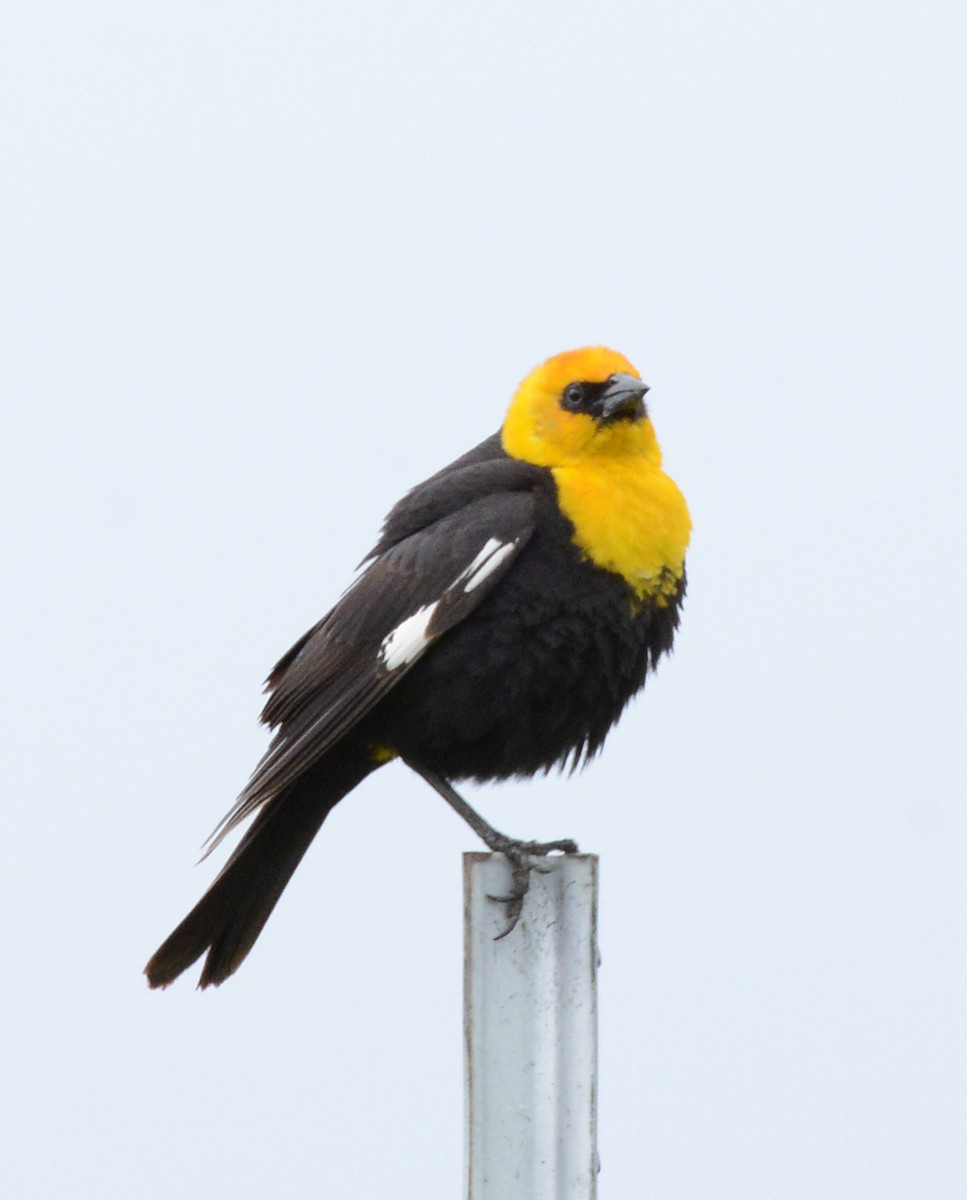 Yellow-headed Blackbird - ML620844263