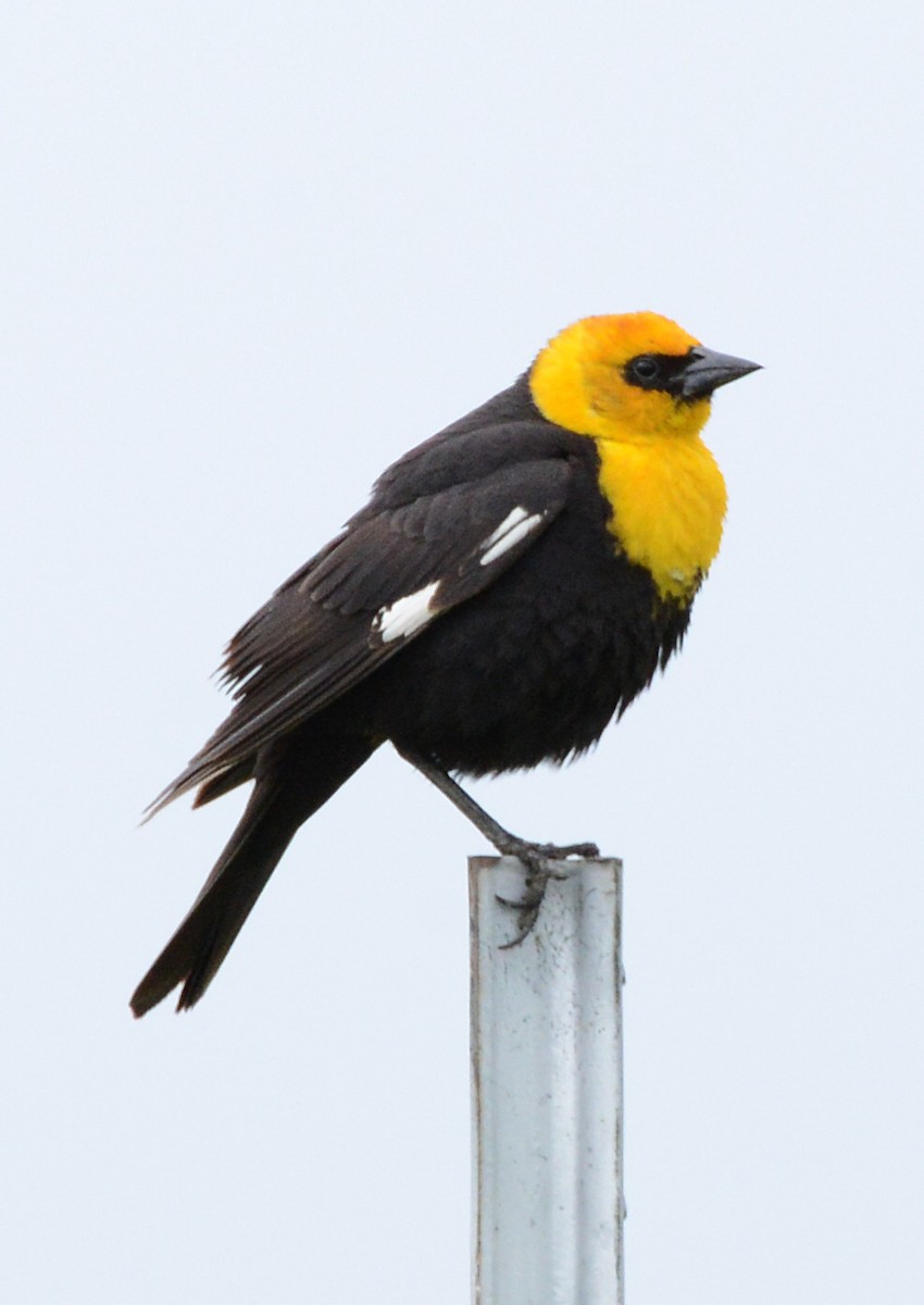 Yellow-headed Blackbird - ML620844264