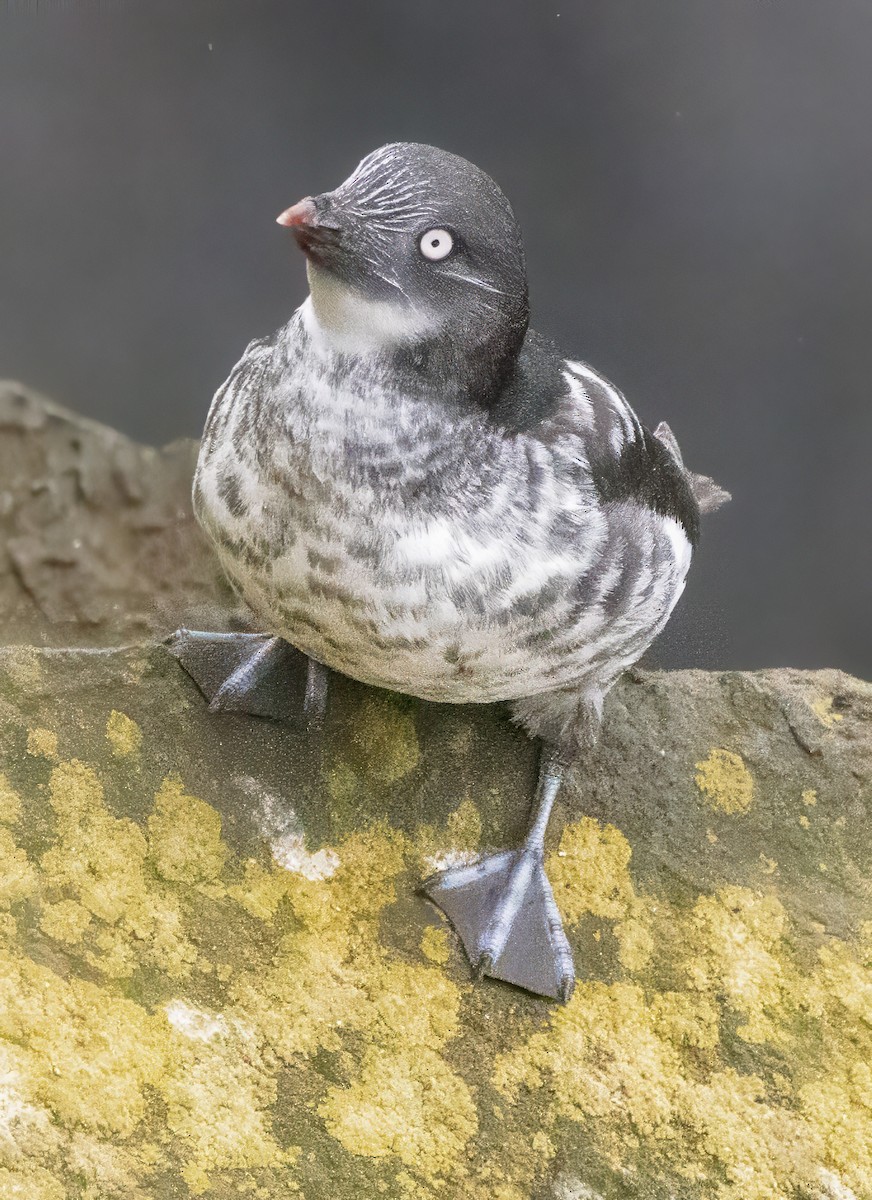 Least Auklet - Scott Young