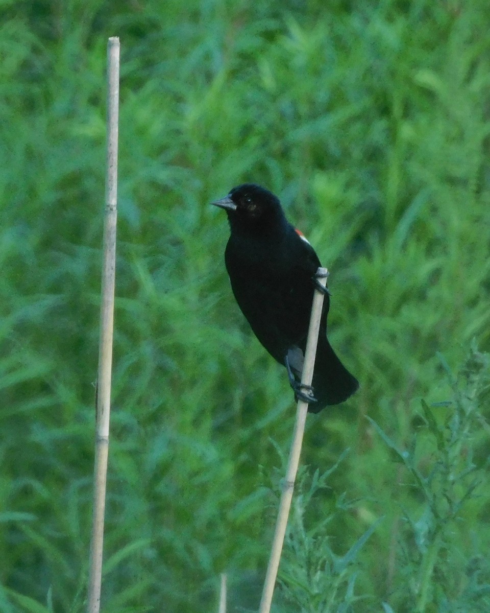 Red-winged Blackbird - ML620844302