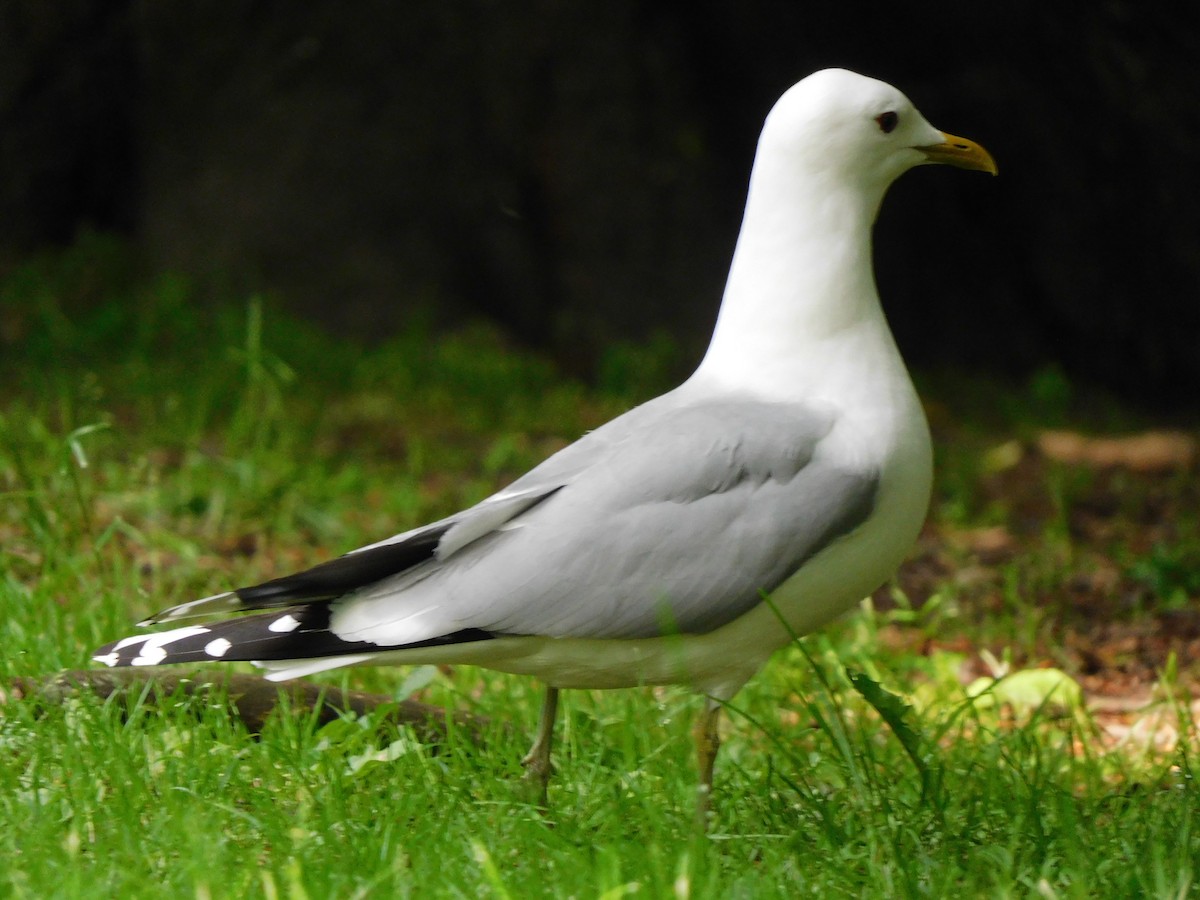 Common Gull (European) - ML620844305