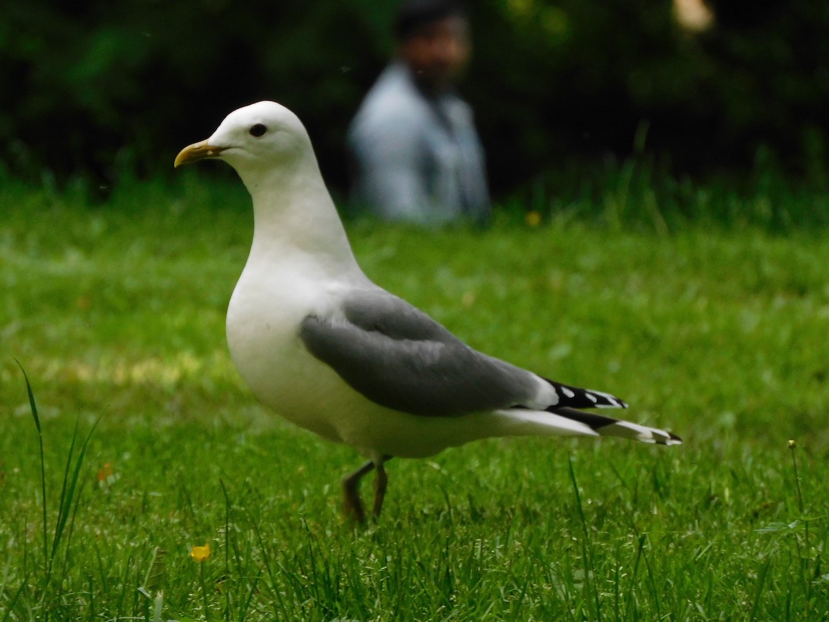Common Gull (European) - ML620844306