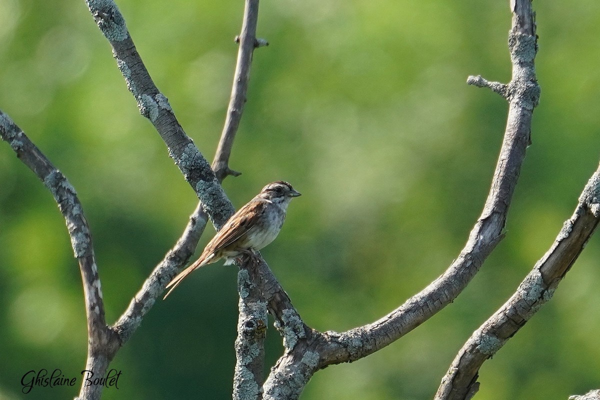 Swamp Sparrow - ML620844331