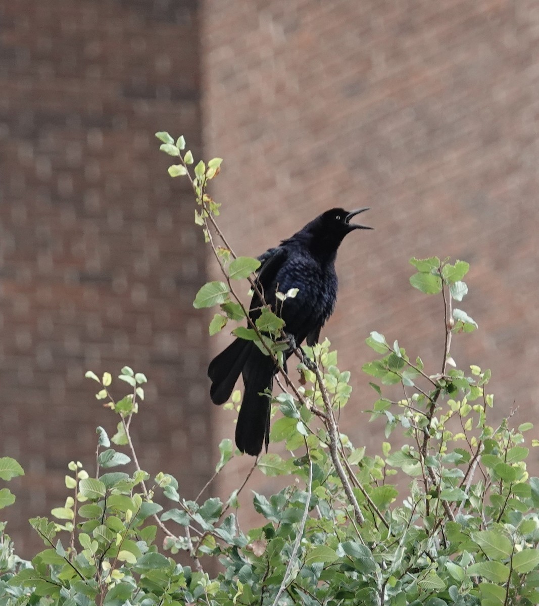 Great-tailed Grackle - ML620844332