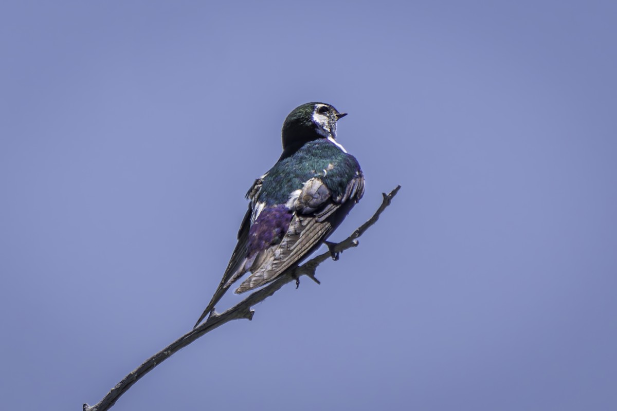 Violet-green Swallow - ML620844333