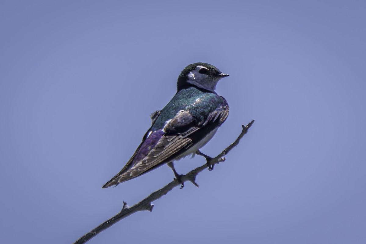 Violet-green Swallow - ML620844334