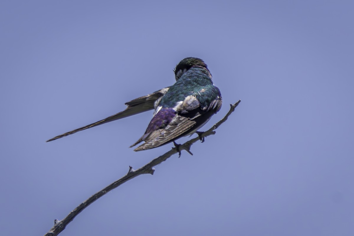 Violet-green Swallow - ML620844336