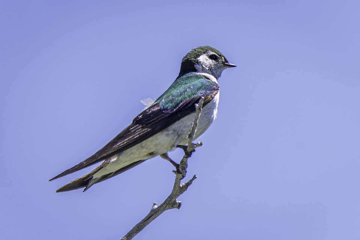 Violet-green Swallow - ML620844337