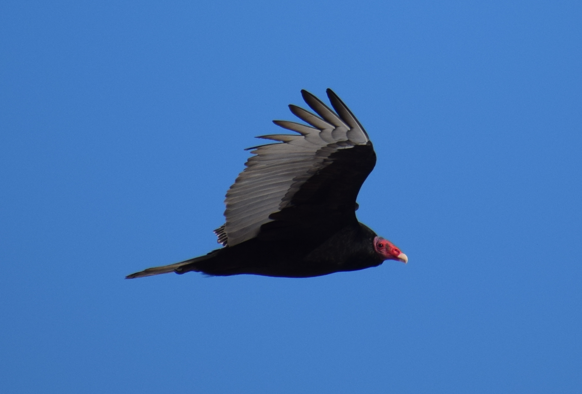 Turkey Vulture - ML620844357