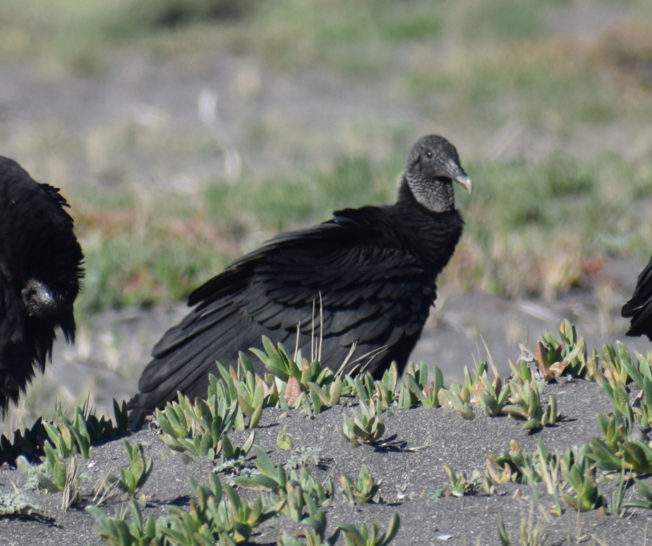 Black Vulture - ML620844364