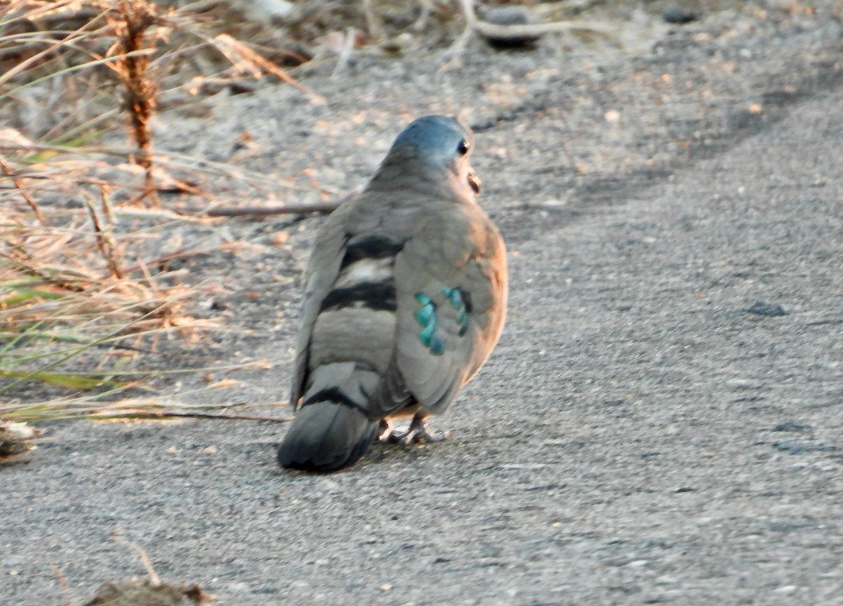 Emerald-spotted Wood-Dove - ML620844375