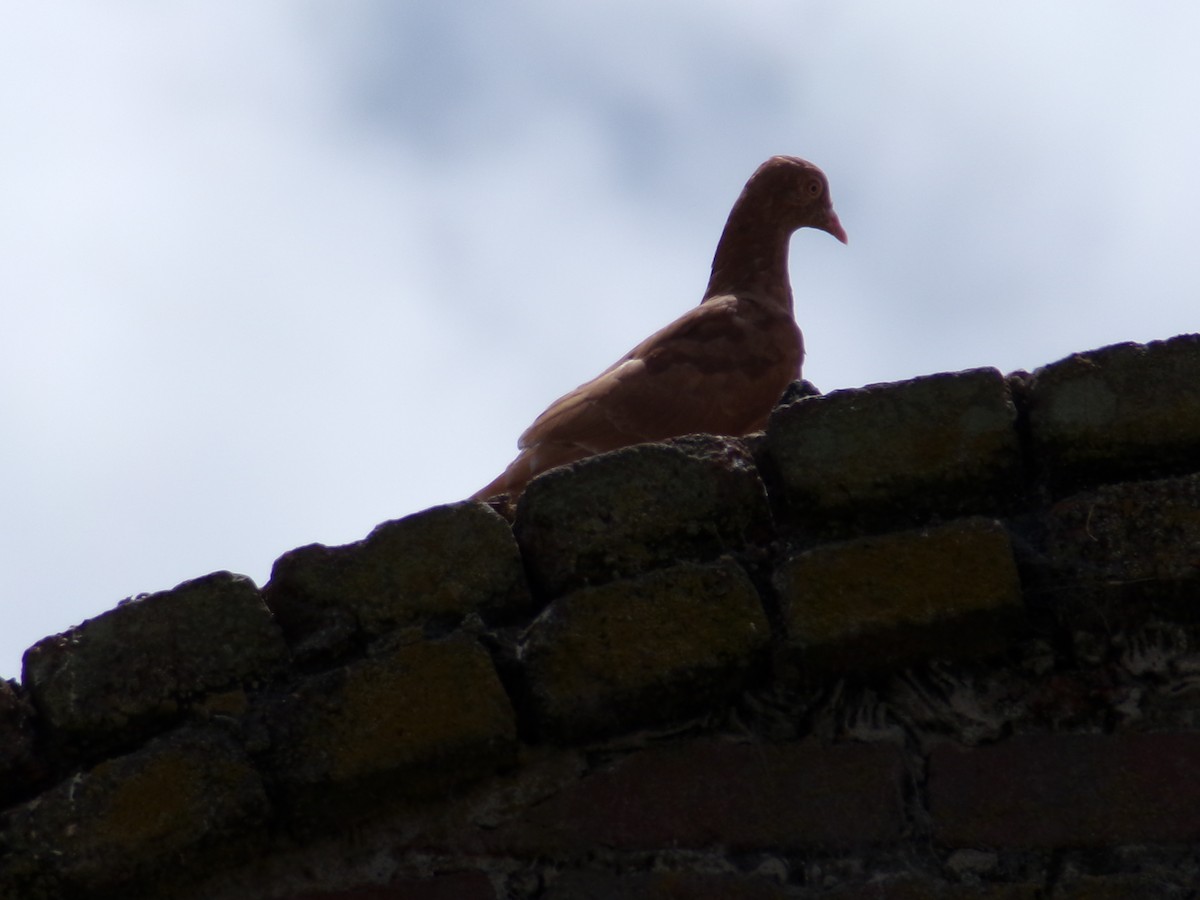 Rock Pigeon (Feral Pigeon) - ML620844434