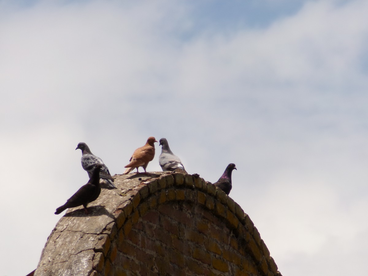 Rock Pigeon (Feral Pigeon) - ML620844436