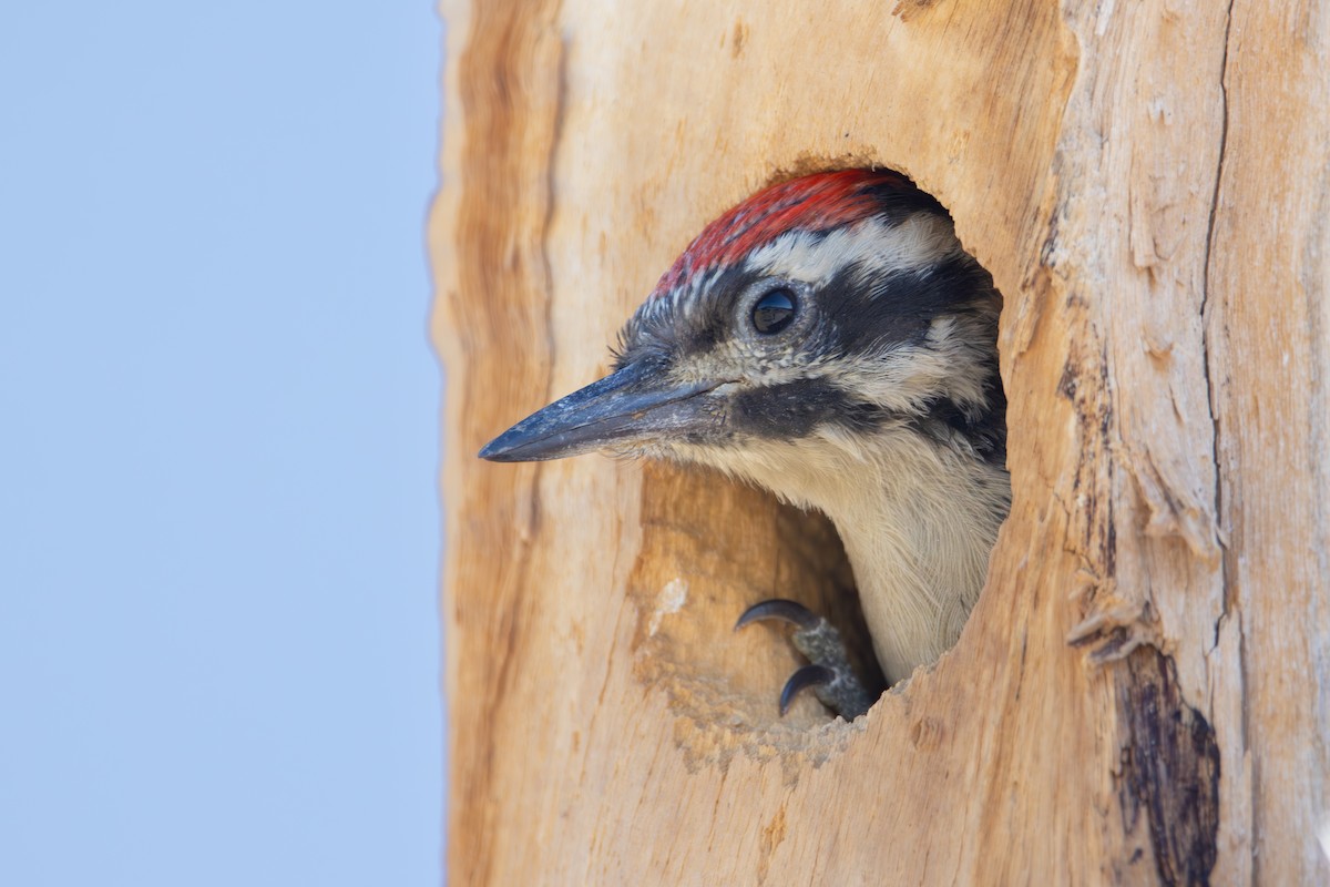 Ladder-backed Woodpecker - Dylan Osterhaus