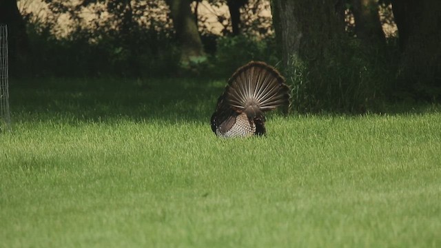 Wild Turkey - ML620844444
