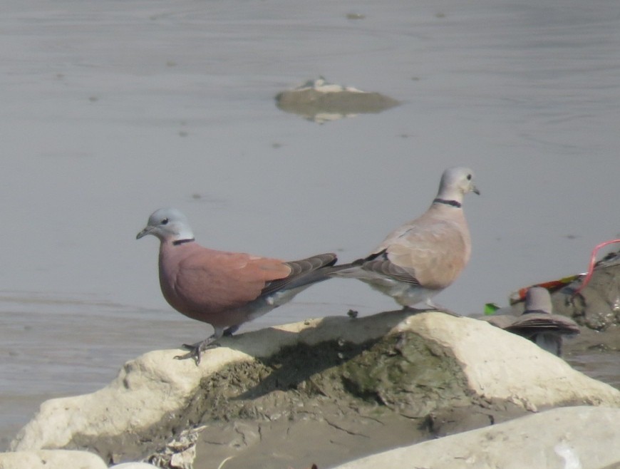 Red Collared-Dove - ML620844466
