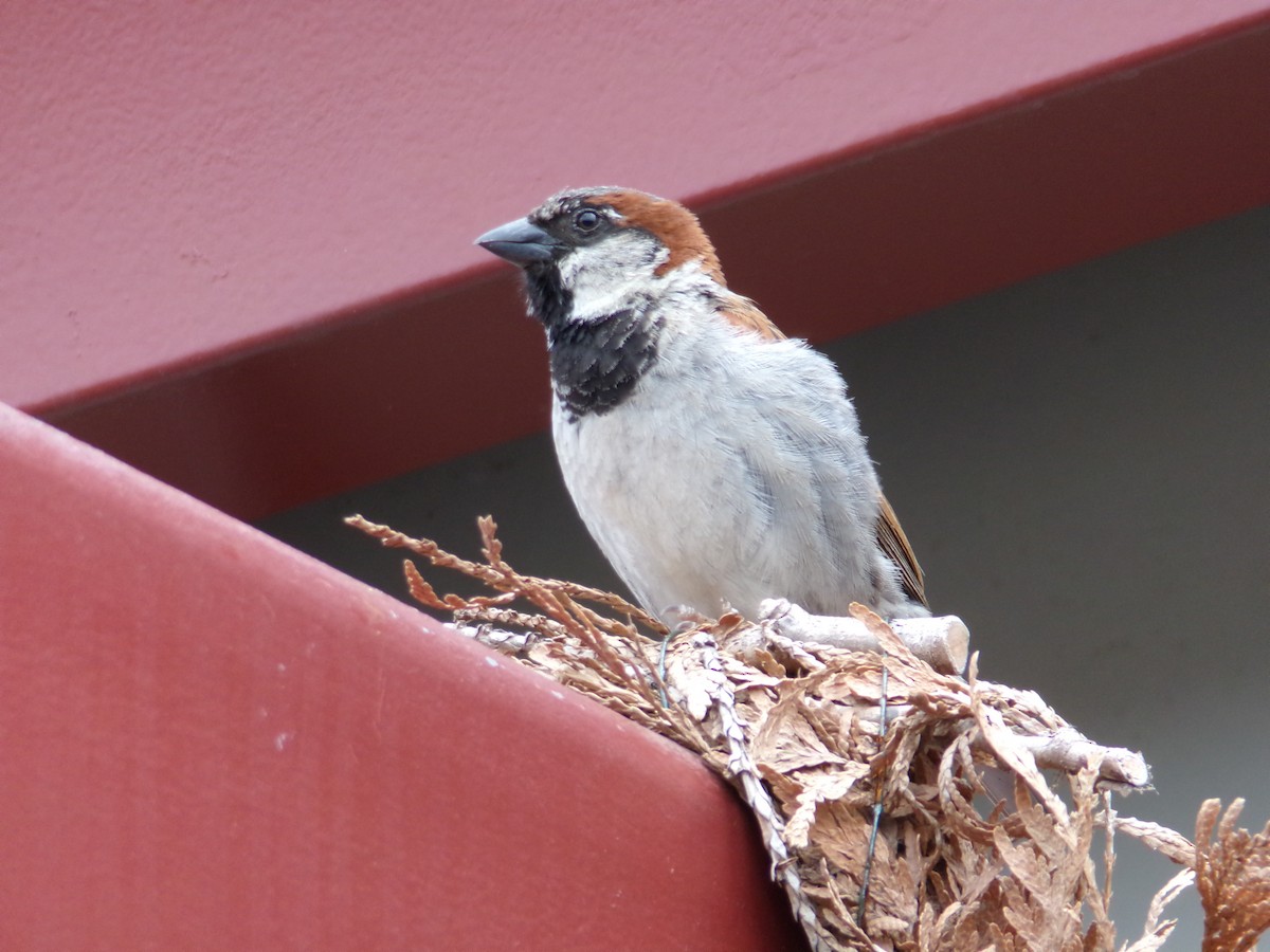 House Sparrow - ML620844490