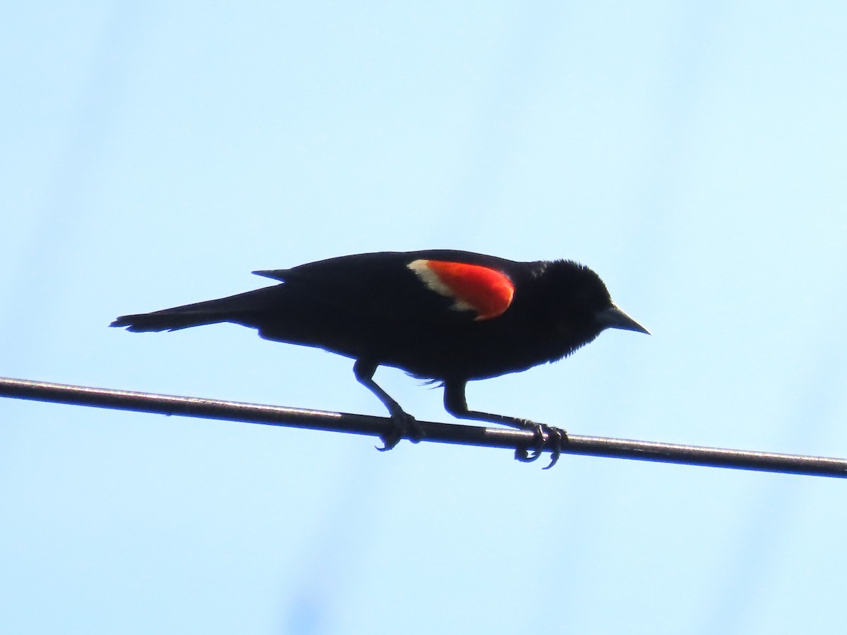 Red-winged Blackbird - ML620844509