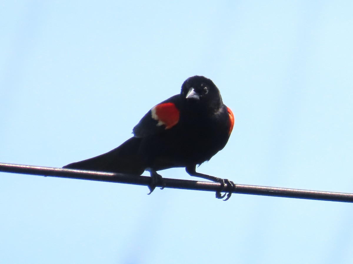 Red-winged Blackbird - ML620844510
