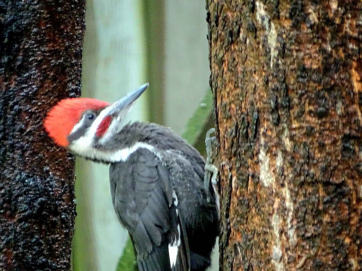 Pileated Woodpecker - ML620844520