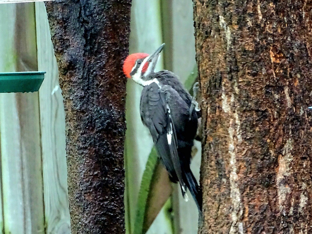 Pileated Woodpecker - ML620844521
