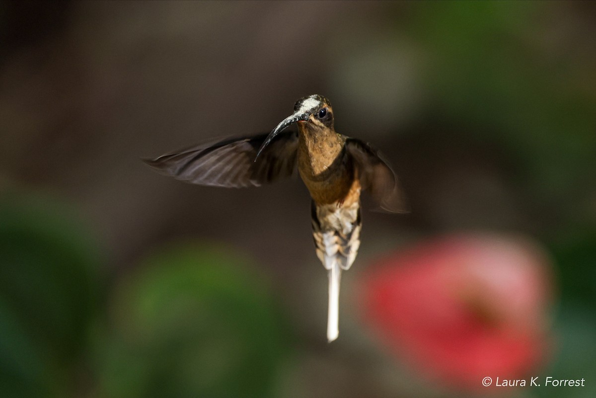 kolibřík dlouhozobý - ML620844528