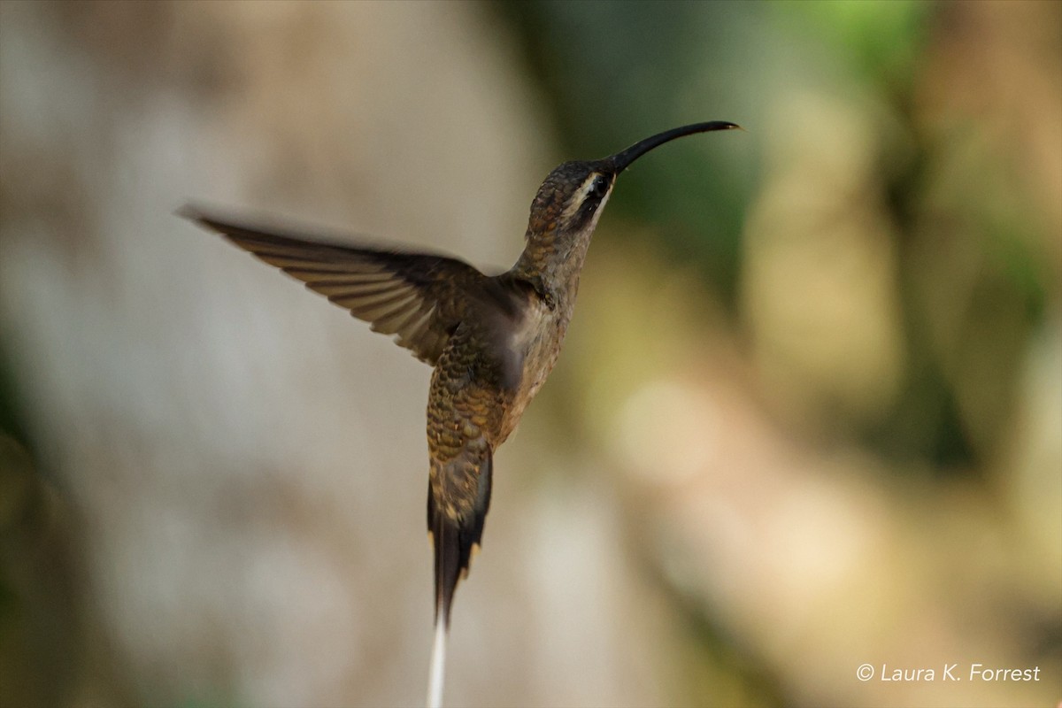 kolibřík dlouhozobý - ML620844529