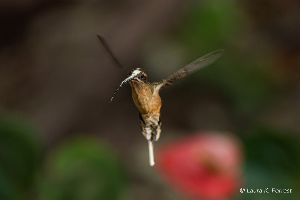 kolibřík dlouhozobý - ML620844555