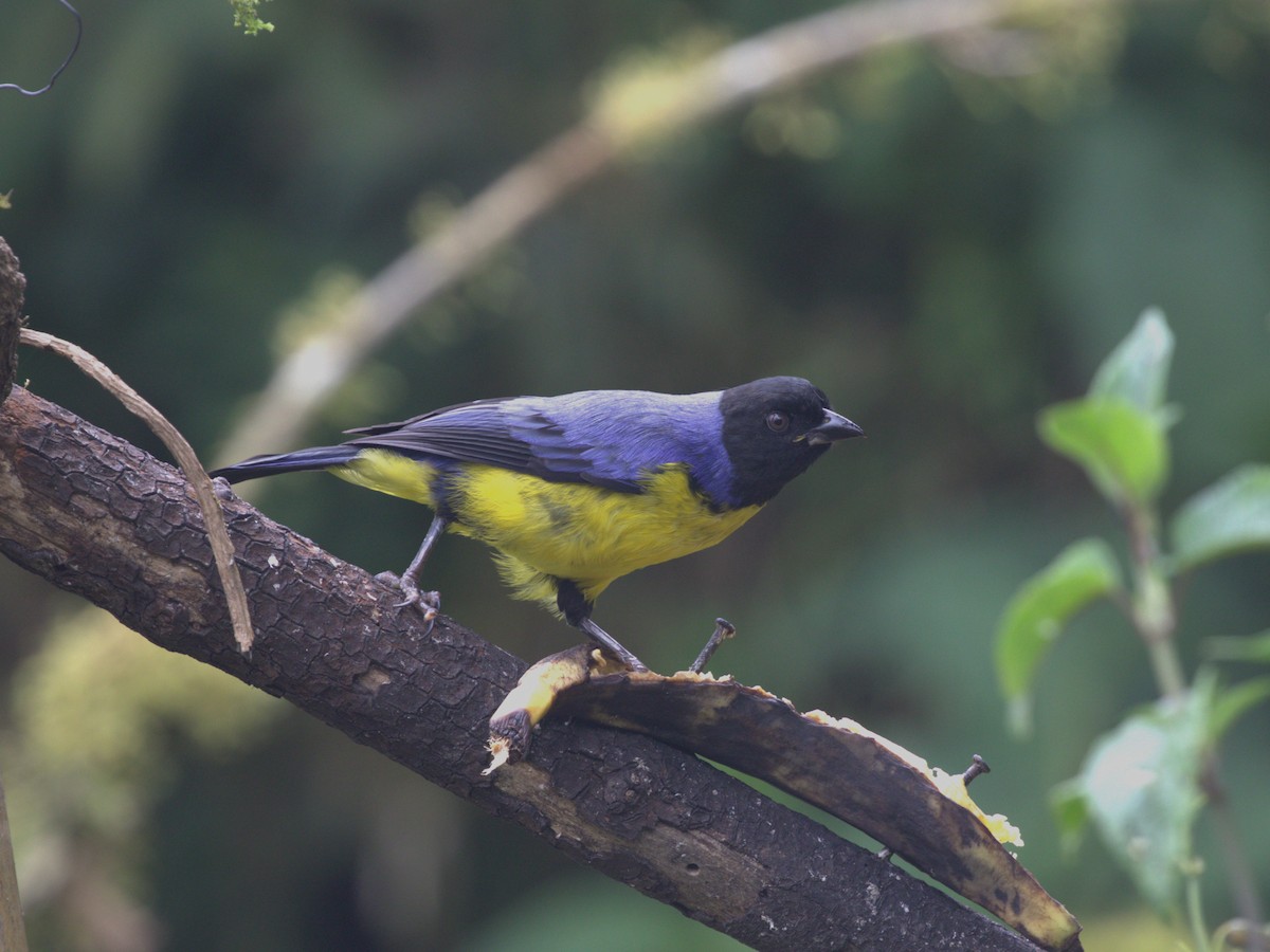 Hooded Mountain Tanager - ML620844559