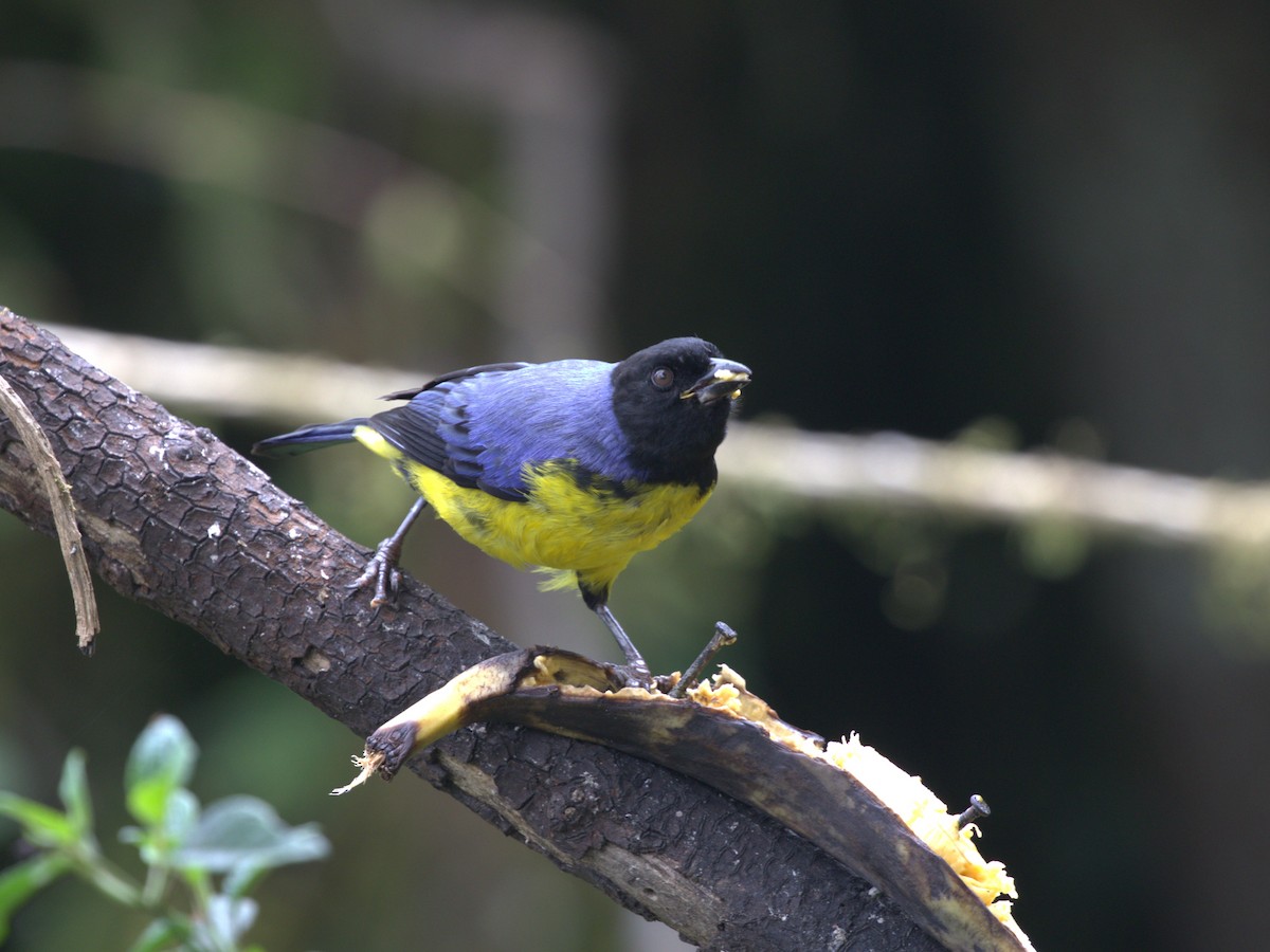 Hooded Mountain Tanager - ML620844563