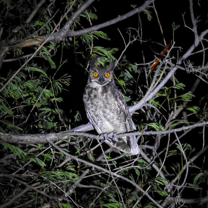 Great Horned Owl - ML620844567