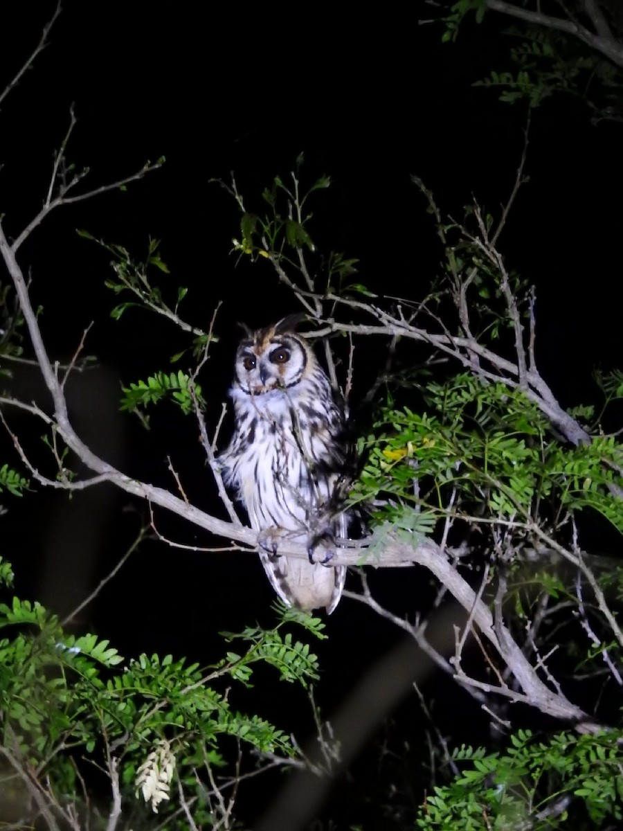 Striped Owl - ML620844577